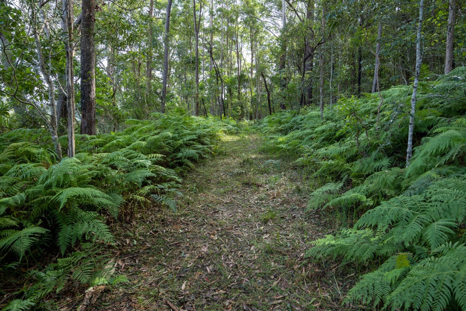 Elevated 10 Hectares, East of Highway!