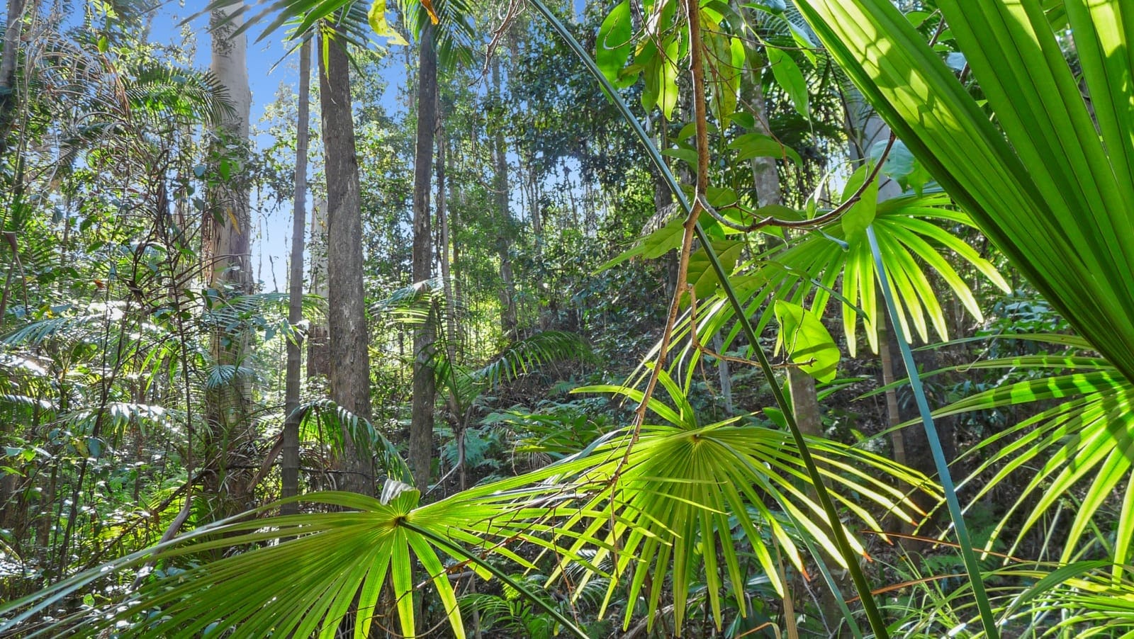 Landmark Acreage Parcel – 63.7 Acres