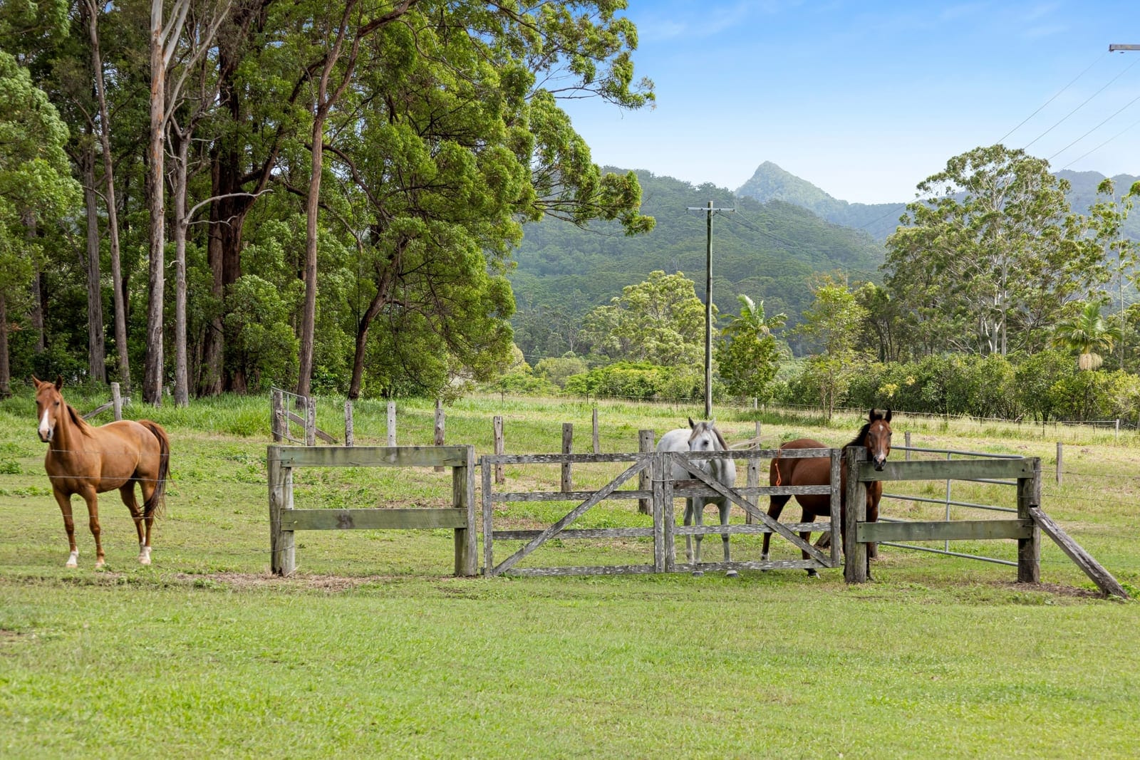 STUNNING SUNSHINE COAST HORSE & CATTLE ACREAGE